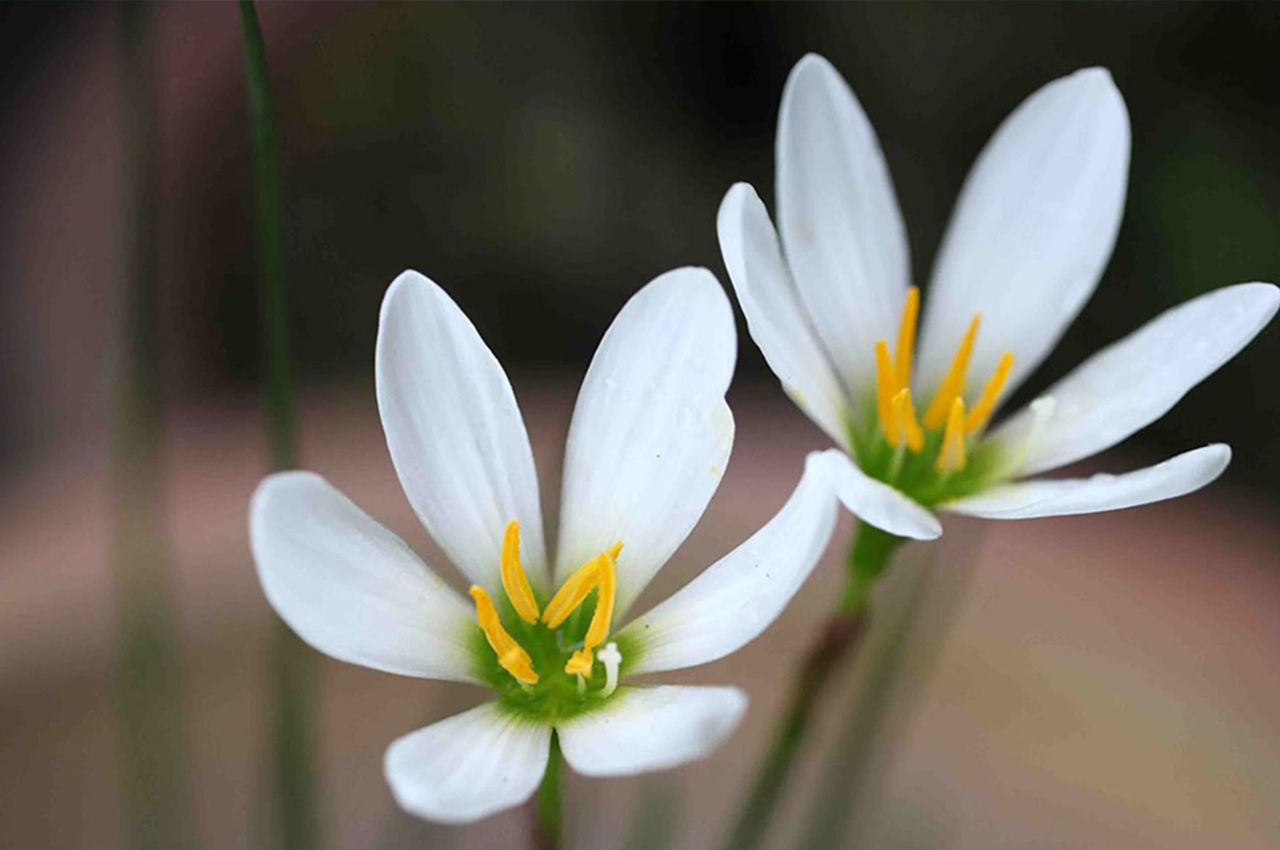 Image - Little Flower